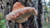 <b>Non posso mangiare questo fungo, eppure colora di bellezza il bosco!</b> I cannot eat this mushroom, yet it colours the forest with beauty!